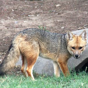 Parque Zoologico Huachipa 2012