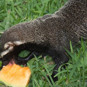 Parque Zoologico Huachipa 2012
