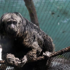 Parque Zoologico Huachipa 2012