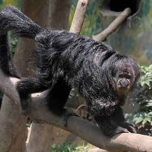 Parque Zoologico Huachipa 2012