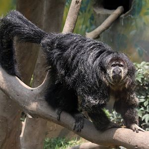 Parque Zoologico Huachipa 2012