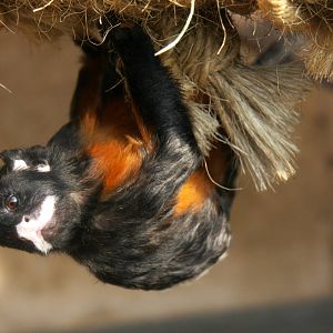 Parque Zoologico Huachipa 2012