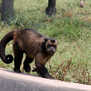 Parque Zoologico Huachipa 2012