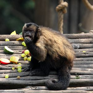 Parque Zoologico Huachipa 2012