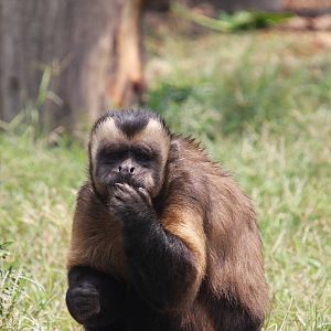 Parque Zoologico Huachipa 2012