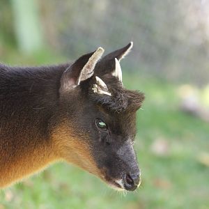 Parque Jaime Duque 2012