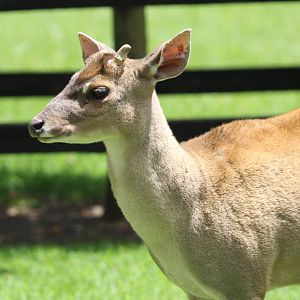 Parque Jaime Duque 2012