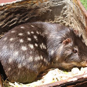 Parque Jaime Duque 2012