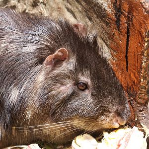 Parque Jaime Duque 2012