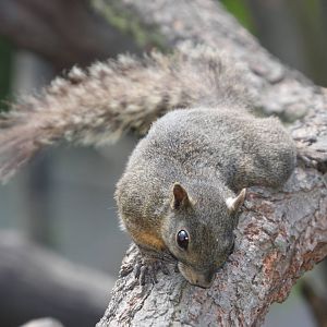 Parque Jaime Duque 2012