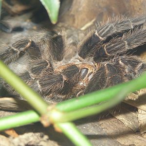 Shedded exoskeleton of Delilah the Brazilian Salmon Pink Bird Eating Spider