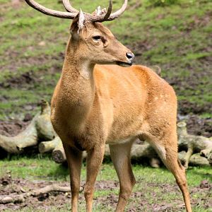 Burmese brow-antlered deer; Chester; 24th June 2012
