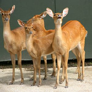 Burmese brow-antlered deer; Chester; 24th June 2012