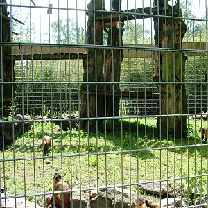 Capuchin/Coati Enclosure at Best, 02/06/12