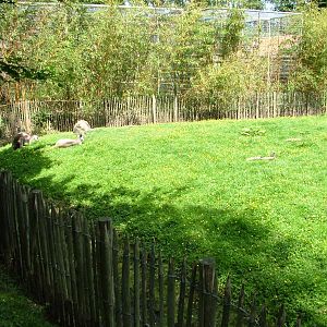 Wallaroo Enclosure at Best, 02/06/12