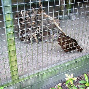 Chacoan Mara and Satyr Tragopan at Best, 02/06/12