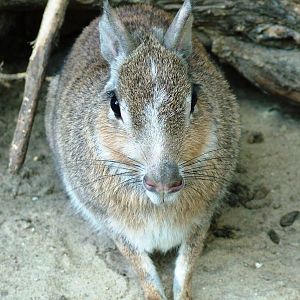 Chacoan Mara at Best, 02/06/12