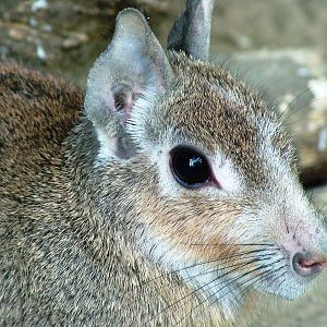 Chacoan Mara at Best, 02/06/12