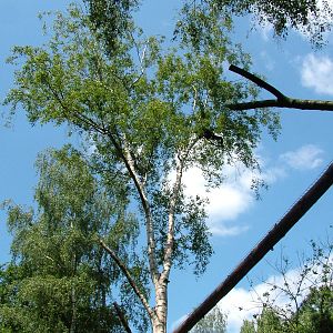 Binturong Enclosure at Best, 02/06/12