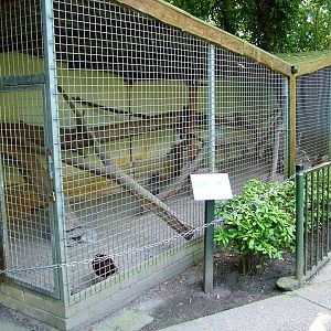 Tragopan/Mara Exhibit at Best, 02/06/12