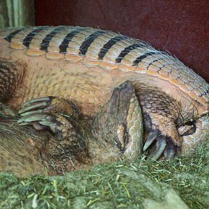 Six-banded Armadillos at Best, 02/06/12