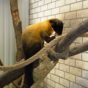 Yellow-throated Marten at Best, 02/06/12