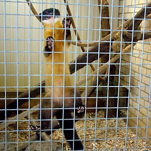 Yellow-throated Marten at Best, 02/06/12