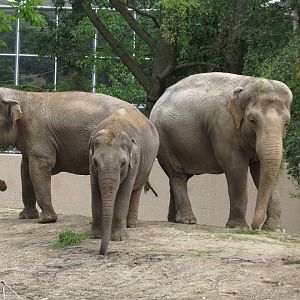 Asian Elephants