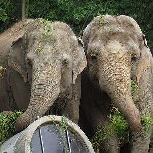Asian Elephants