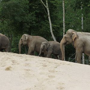 Asian Elephants