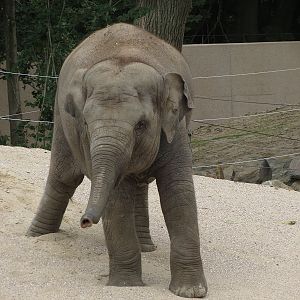 Asian Elephants