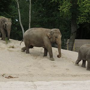 Asian Elephants