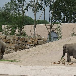 Asian Elephant Enclosure