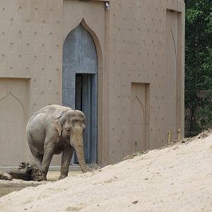 Asian Elephant Enclosure