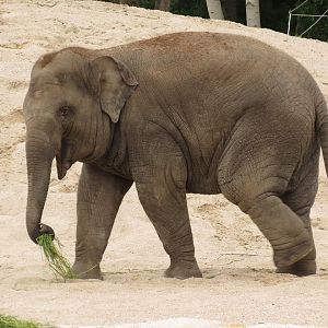 Asian Elephant