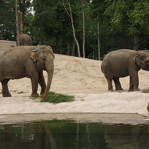 Asian Elephants