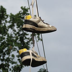 Asian Elephant Enclosure