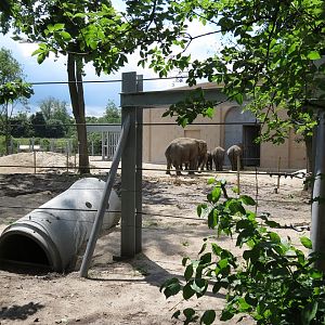 Asian Elephant Enclosure