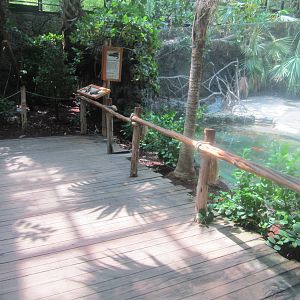 Jun. 2012-American crocodile exhibit viewing
