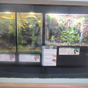 Jun. 2012-Amphibian exhibits in the Reptile House
