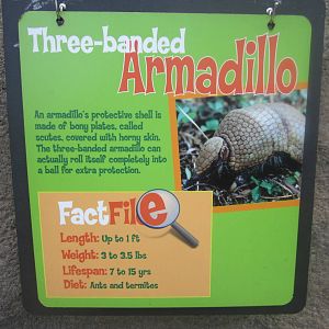 Jun. 2012-Armadillo sign
