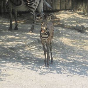 Jun. 2012-Savanna the baby Grevy's Zebra