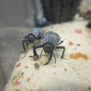 Jun. 2012-Blue death feigning beetle