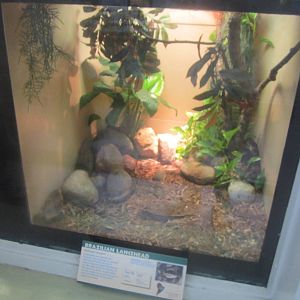 Jun. 2012-Brazilian Lancehead exhibit