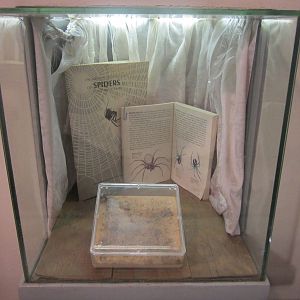 Jun. 2012-Brown Recluse Spider exhibit