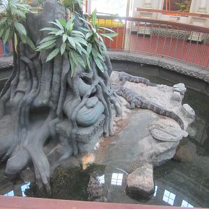 Jun. 2012-Chinese Alligator/Red-eared Slider/Florida Snapping Turtle/Alliga