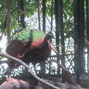 Jun. 2012-Congo Peafowl