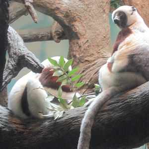 Jun. 2012-Rinaldo and Wilhelmina the Coquerel's Sifakas