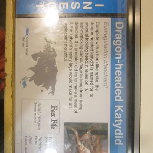 Jun. 2012-New Katydid Sign