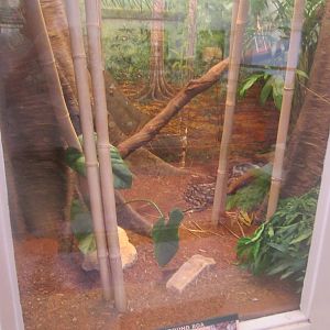Jun. 2012-Dumeril's Ground Boa exhibit